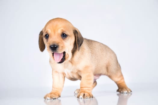 Little dog on a white background