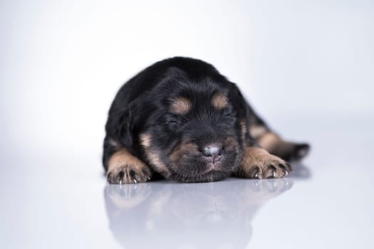 Pet, Little puppy dog, animals concept