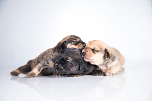 A small dogs, sleep on a white background