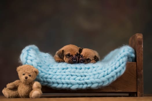 Dogs sleep on a small wooden bed