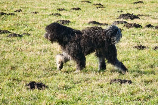 Black Goldendoddle running in a meadow while playing. Fluffy long black coat. Family dog that is also taken as a therapy dog. Animal photo of a dog
