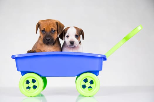 Cute doggies in a toy wagon
