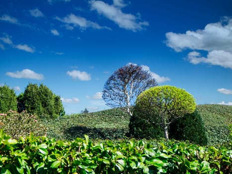 Looking uphill in a hilly landscape with trees, grass and low plants against a blue sky with white clouds.