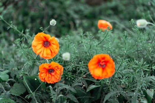 A poppy is a flowering plant in the subfamily Papaveroideae of the family Papaveraceae. Poppies are herbaceous annual, biennial or short-lived perennial plants. Some species are monocarpic, dying after flowering.