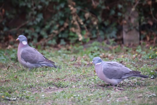 A pigeon in its urban environment. Pigeons can be found in every village.