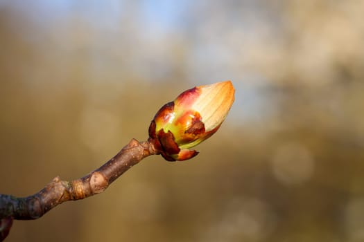 The fresh young shoots, spring leaves of trees.