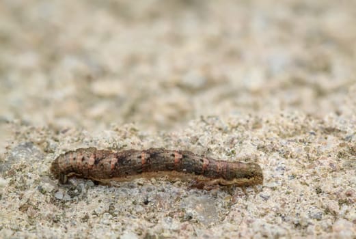Close-up of a caterpillar of a snow moth, Phigalia pilosaria.