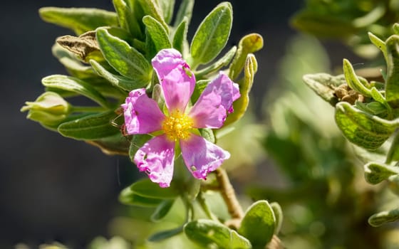 A pink flower of a plant in a desert-like region.