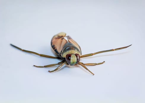 Close-up of a common backswimmer, a water bug, Notonecta glauca.