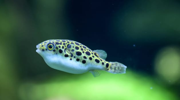 A small freshwater puffer fish in the aquarium. They feed on snails. Leopard pufferfish, Tetraodon schoutedeni