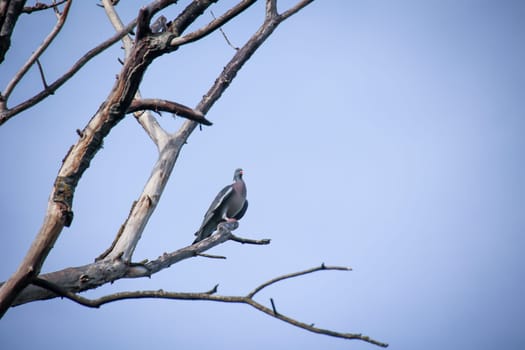 A pigeon in its urban environment. Pigeons can be found in every village.