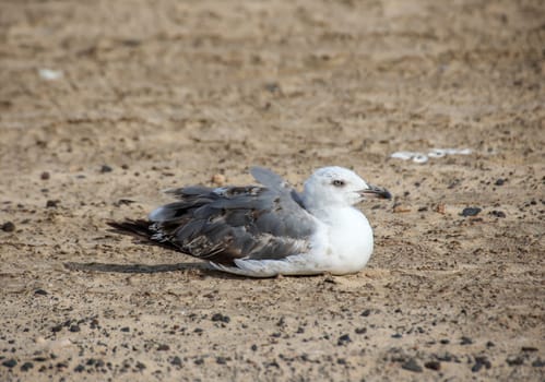A seagull portrait on the beach. A seagull keeps track of the beach.
