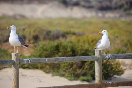 A seagull portrait on the beach. A seagull keeps track of the beach.