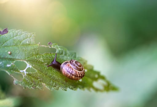 A banded snail crawls over a leaf.