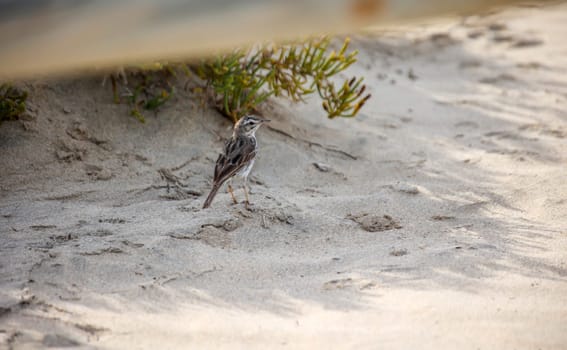 Close-up of a Canary Pipit (Anthus berthelotii), a wading bird in the Canary Islands.