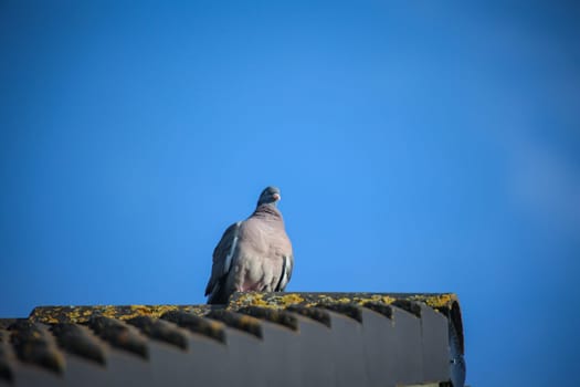 A pigeon in its urban environment. Pigeons can be found in every village.