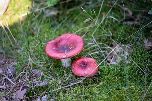 A mushroom well hidden and camouflaged between moss and grass.