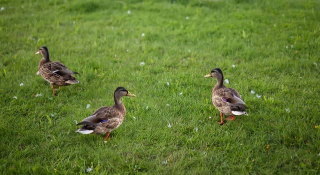 Three mallards on a grass strip, meadow near a water body.
