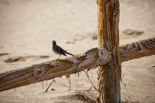 Close-up of a Canary Pipit (Anthus berthelotii), a wading bird in the Canary Islands.