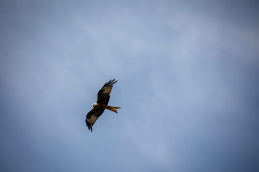 A red kite with outstretched wings circles in the sky.