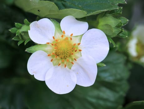 The flower of a strawberry plant. Close-up of a strawberry blossom.