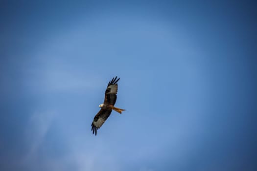 A red kite with outstretched wings circles in the sky.