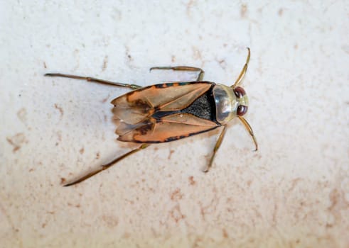 Close-up of a common backswimmer, a water bug, Notonecta glauca.
