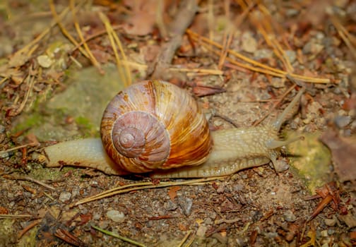 A Roman snail with a brown shell on the forest floor.