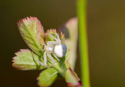 A variable crab spider, Misumena vatia, perches on a young shoot of a plant.