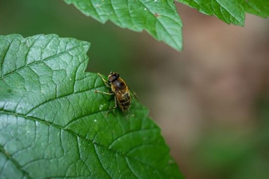 Close-up of a forest dung bee on a leaf.
