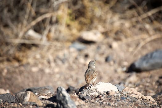 Close-up of a Canary Pipit (Anthus berthelotii), a wading bird in the Canary Islands.