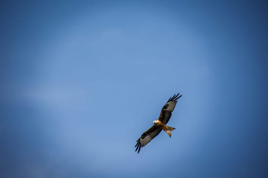 A red kite with outstretched wings circles in the sky.