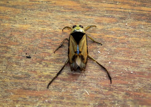 Close-up of a common backswimmer, a water bug, Notonecta glauca.