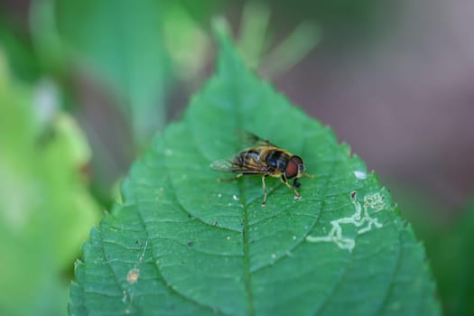 Close-up of a forest dung bee on a leaf.
