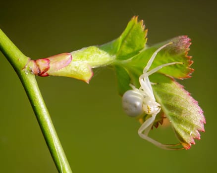 A variable crab spider, Misumena vatia, perches on a young shoot of a plant.