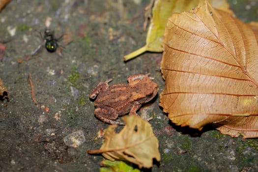 A still very young common toad, a Bufo bufo in a wet ditch.