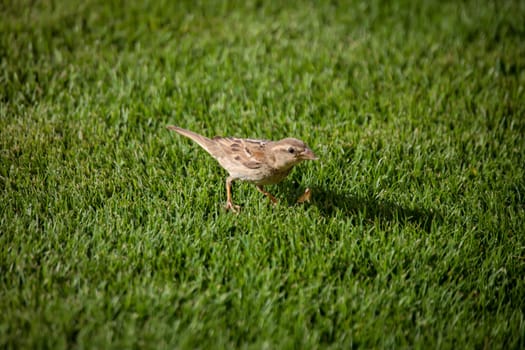 Close-up of a Canary Pipit (Anthus berthelotii), a wading bird in the Canary Islands.