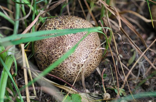 A mushroom well hidden and camouflaged between moss and grass.