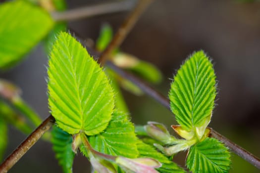 The fresh young shoots, spring leaves of trees.