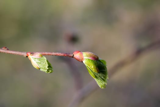 The fresh young shoots, spring leaves of trees.