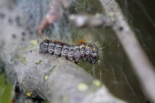 A caterpillar of a clover moth, llasiocampa trifolii on a branch, twig.