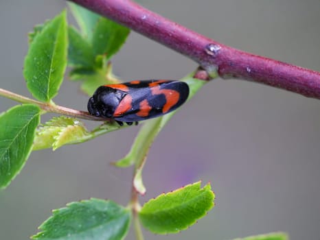 A common blood cade, Ceropis vulnerata on a fresh shoot.