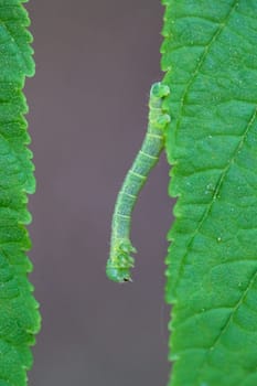 A caterpillar of a moth between two leaves.