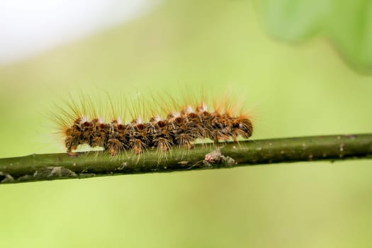 The caterpillar of a goldafter on a plant. A butterfly caterpillar with many hairs.