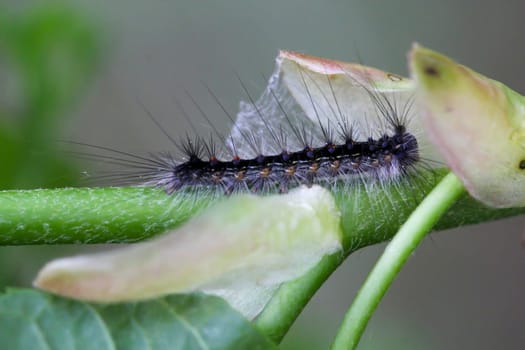 A caterpillar of a gypsy moth on a plant. Caterpillar with long hairs