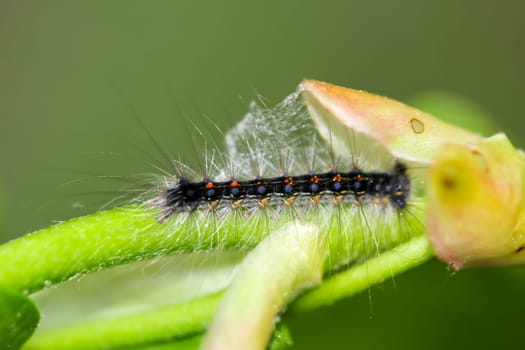A caterpillar of a gypsy moth on a plant. Caterpillar with long hairs