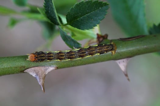 The caterpillar of a large frost moth, Erannis defoliaria on a plant.