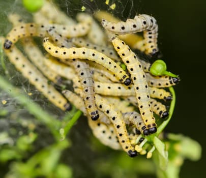 Many peony moths in a web on a shrub.