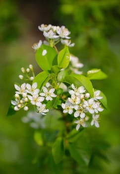 A shrub in bloom in spring. Lots of white flowers on a bush.