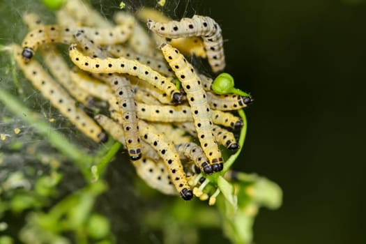 Many peony moths in a web on a shrub.